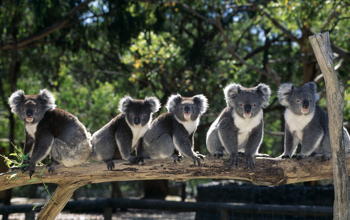 Koalas Perched on a Branch