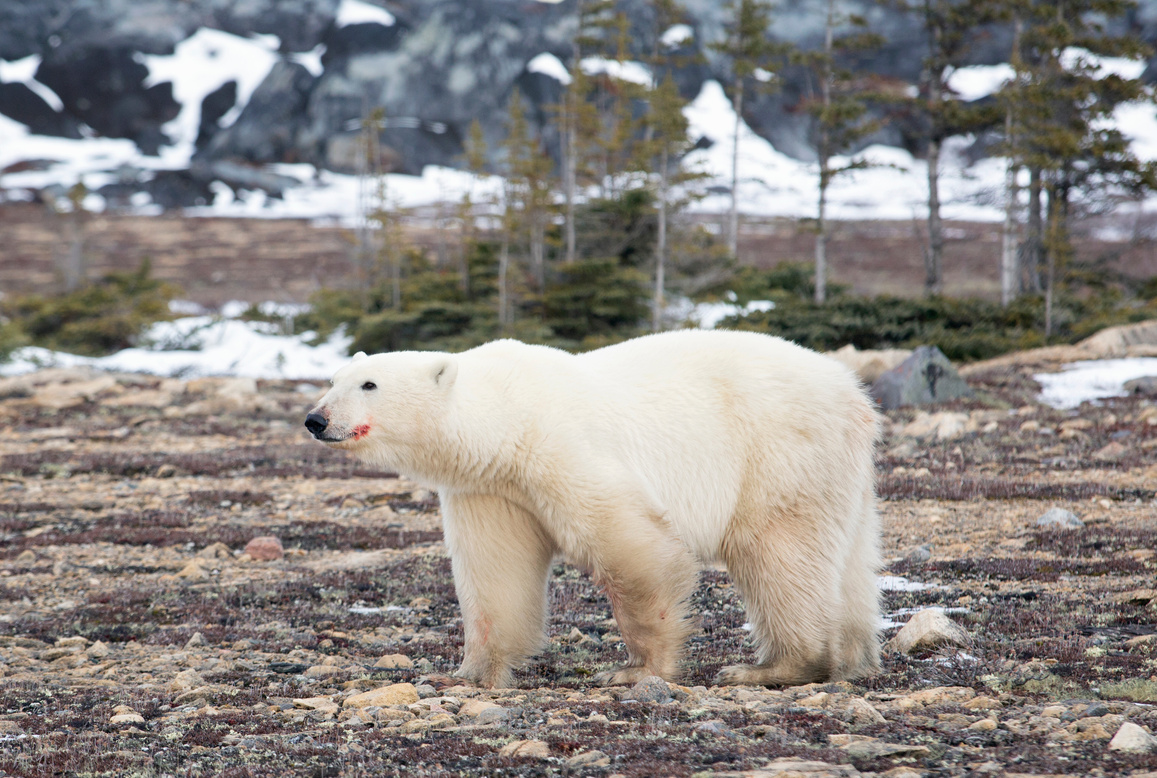 Polar bear - Churchill, Canada