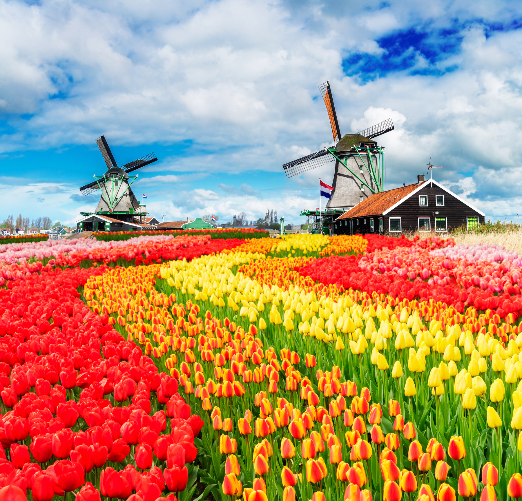 Dutch Wind Mills