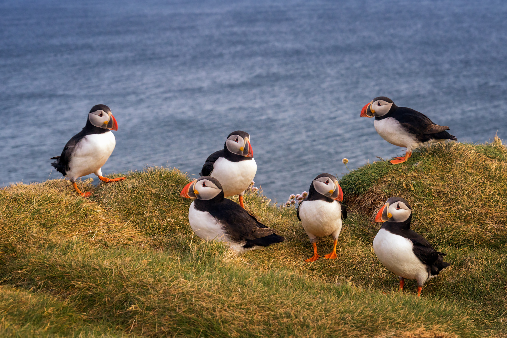 Puffins