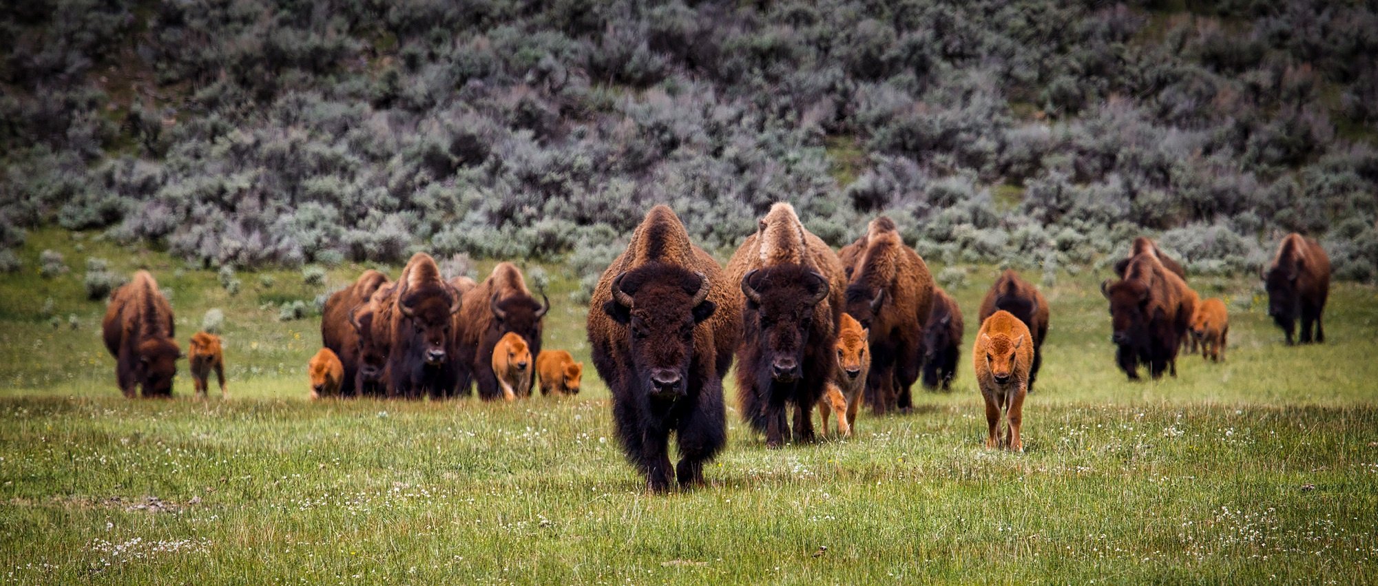 Herd of Bisons in a Meadow