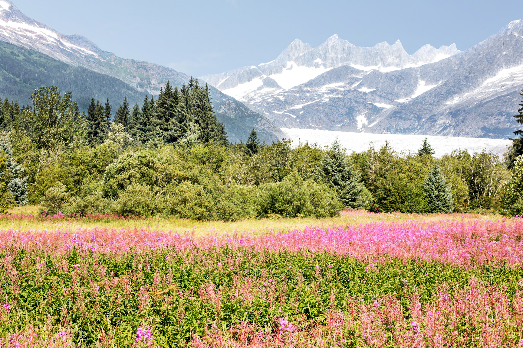 Mendel Glacier with fireweed in Juneau Alaska