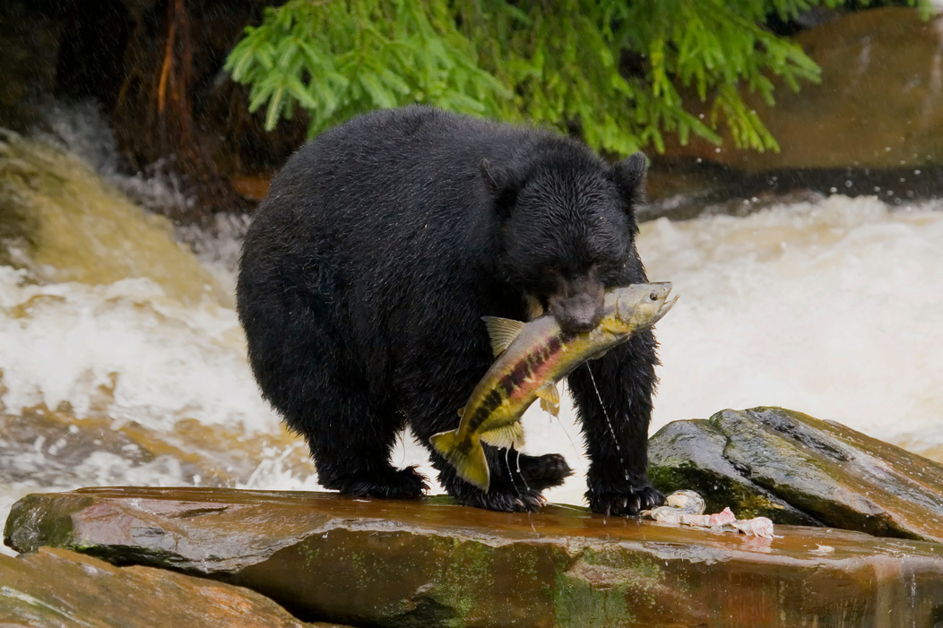 Black Bear, Alaska, Ketchikan