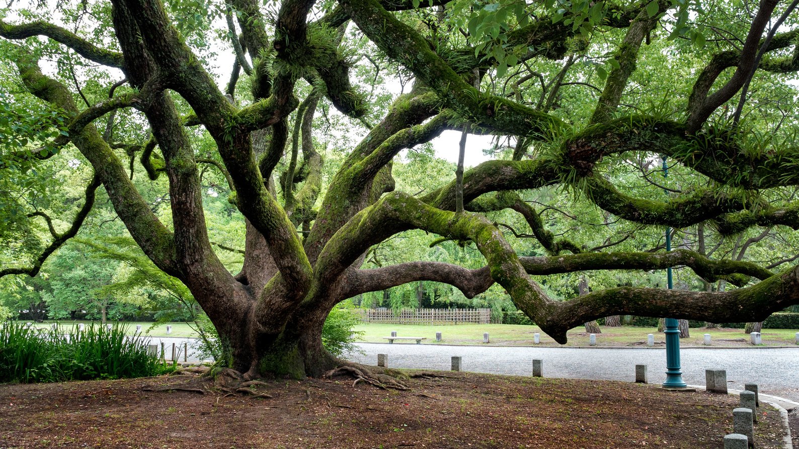 Big Old Tree in Kyoto