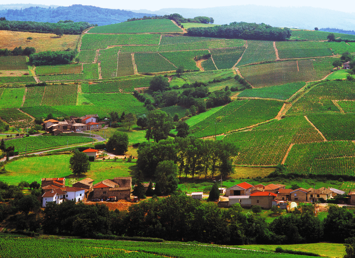 beaujolais