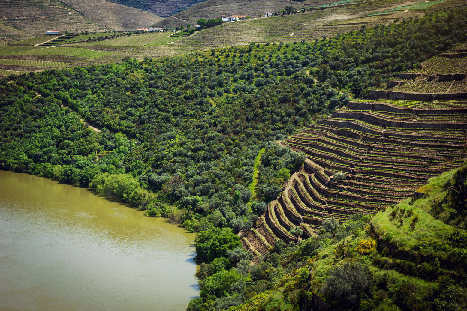 Vineyards near Duoro river in Portugal