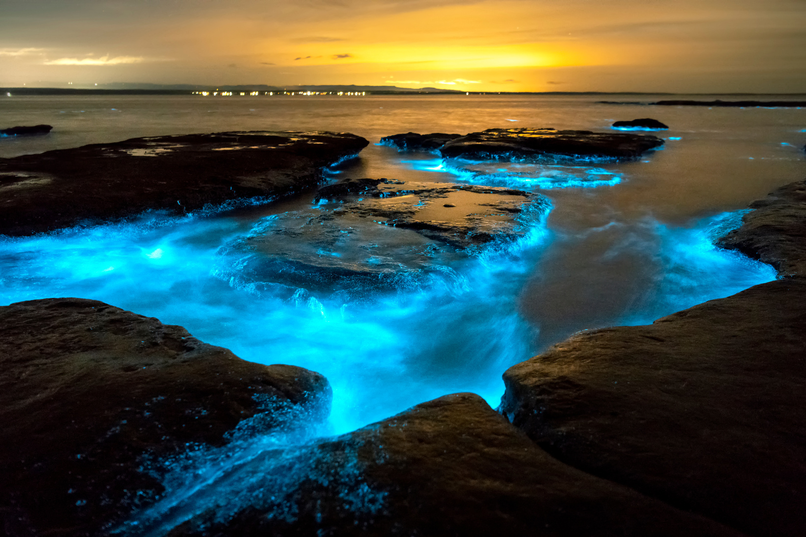 Bioluminescence