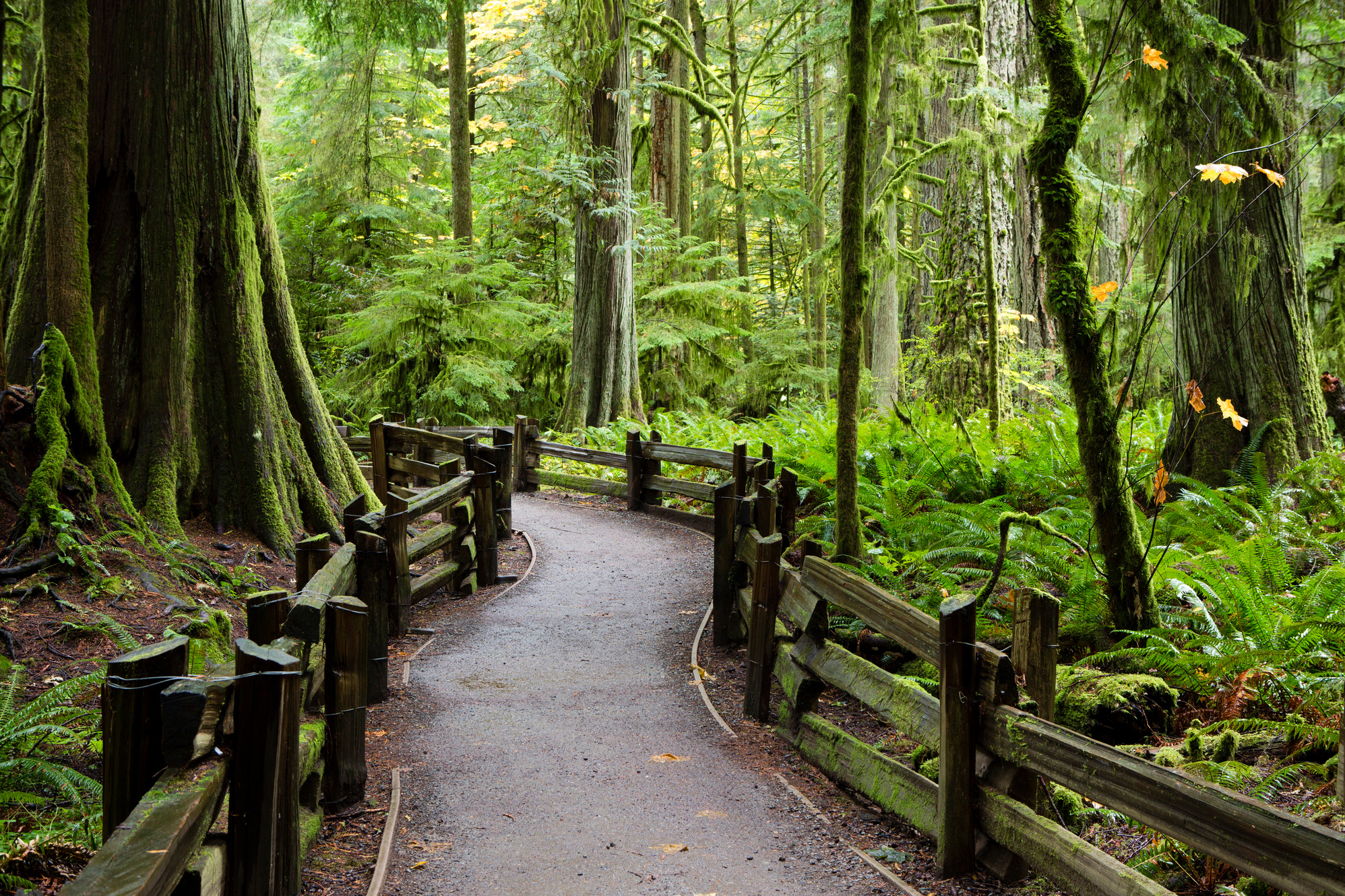 MacMillan Provincial Park Cathedral Grove Vancouver Island